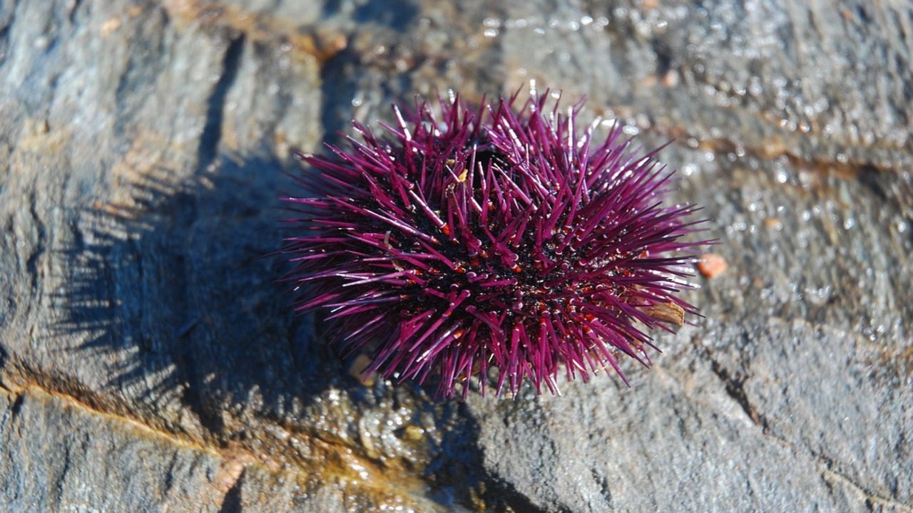 ricci di mare appena pescato