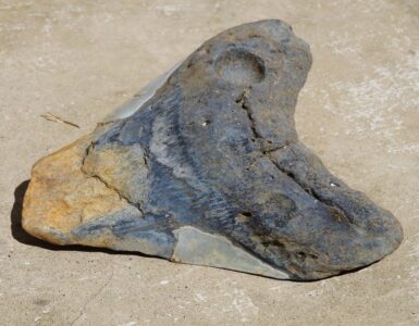 squalo megalodonte dente fossile