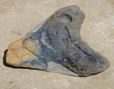 squalo megalodonte dente fossile
