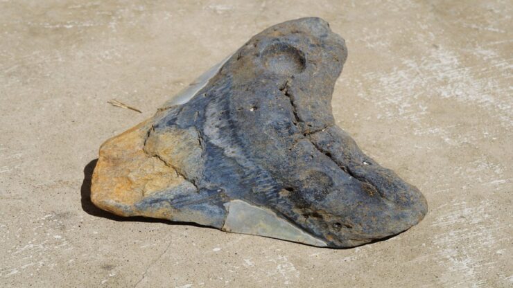 squalo megalodonte dente fossile