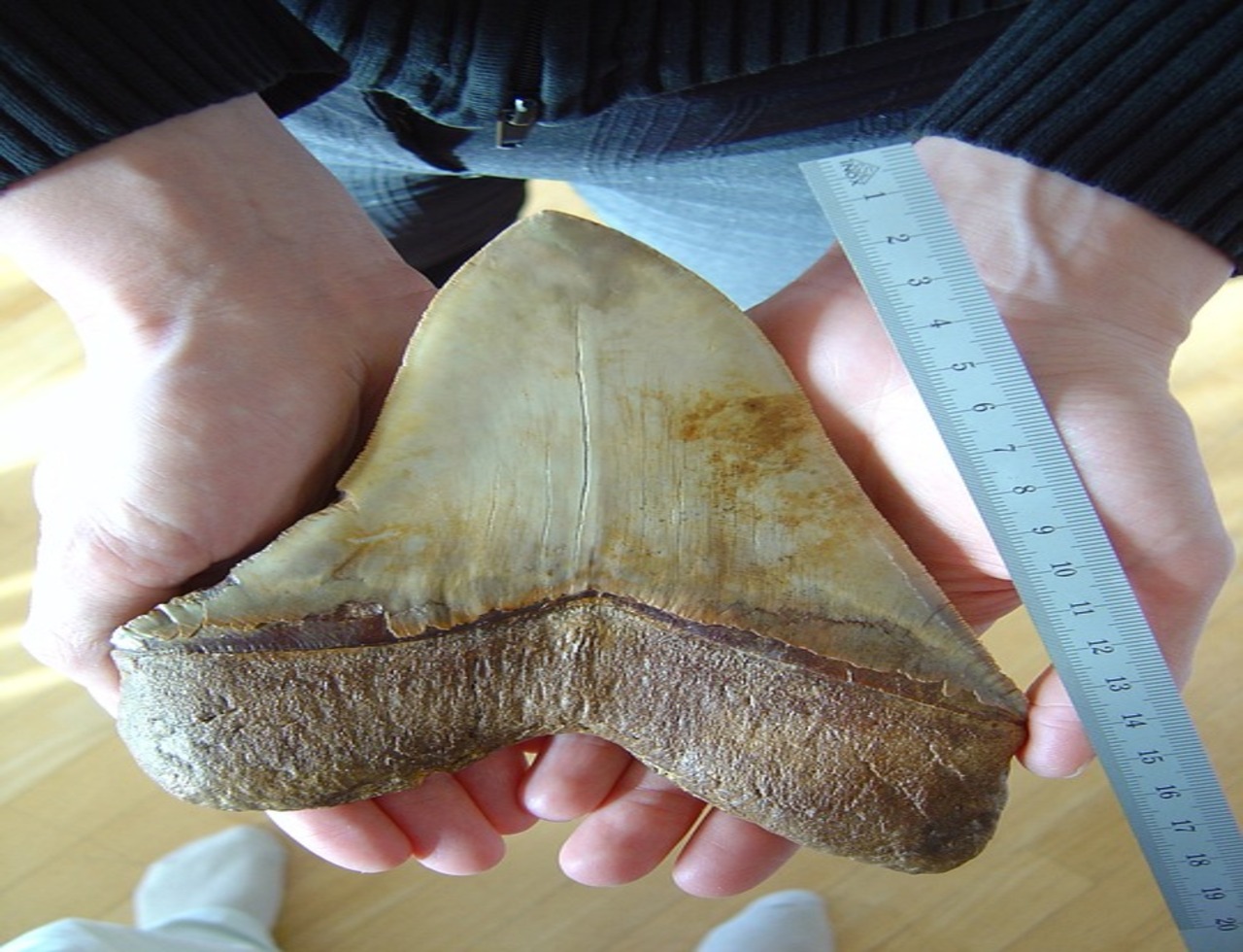 squalo megalodonte dente fossile