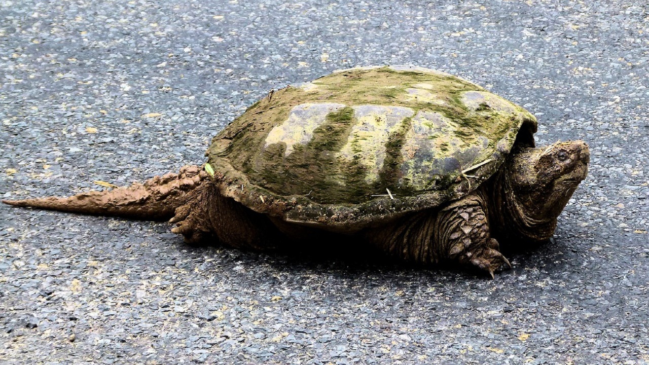 Tartarughe azzannatrici per strada