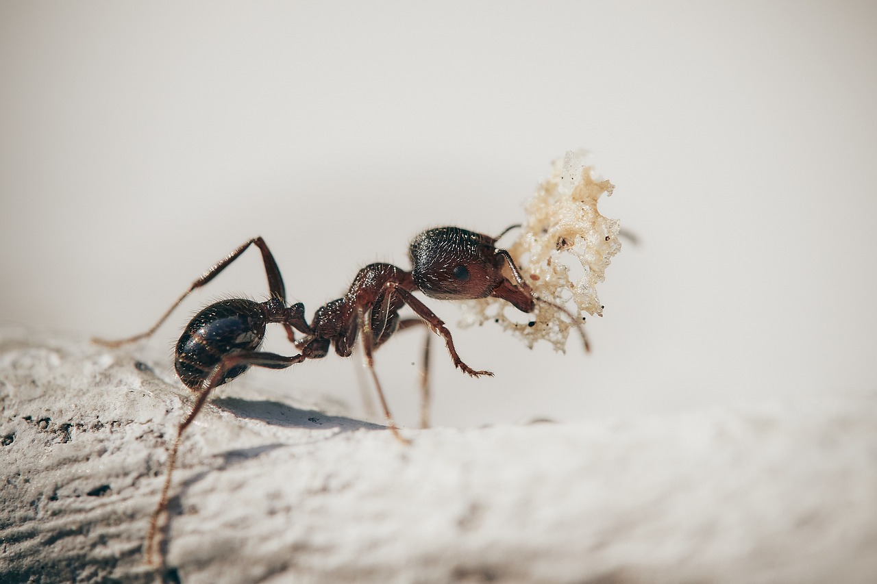 trappole entomologiche insetti