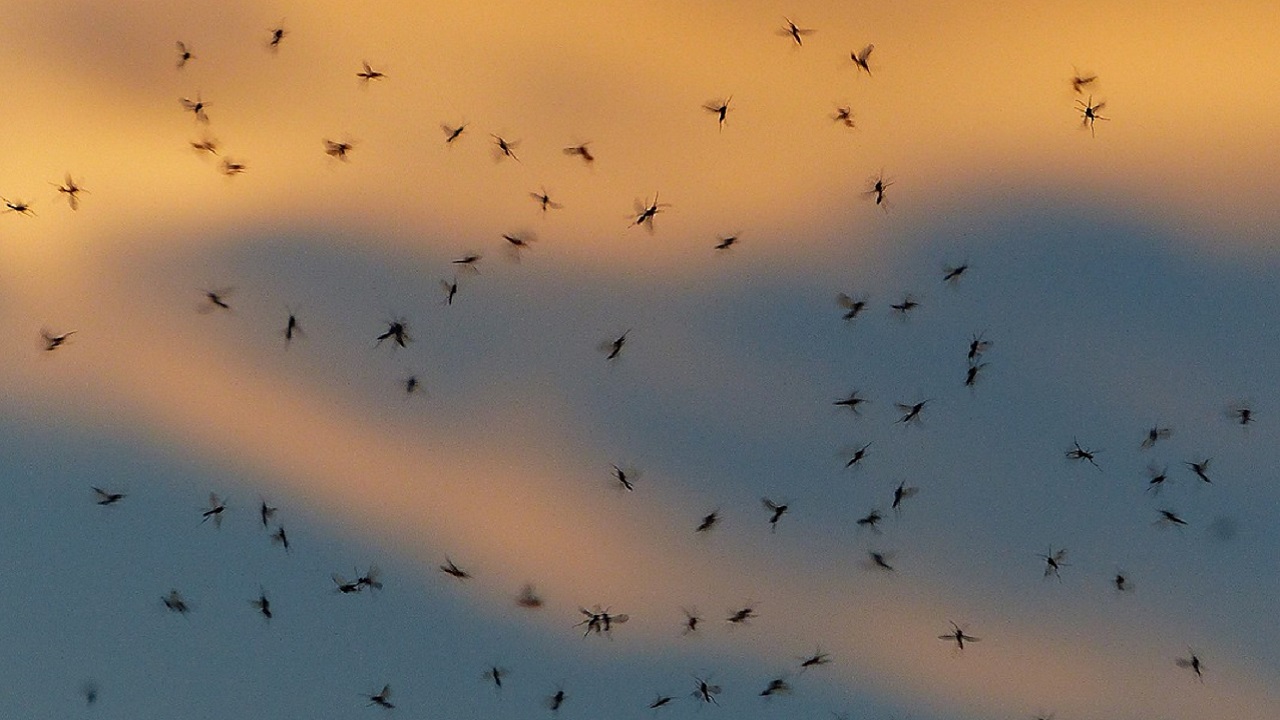 sciame di zanzare al tramonto