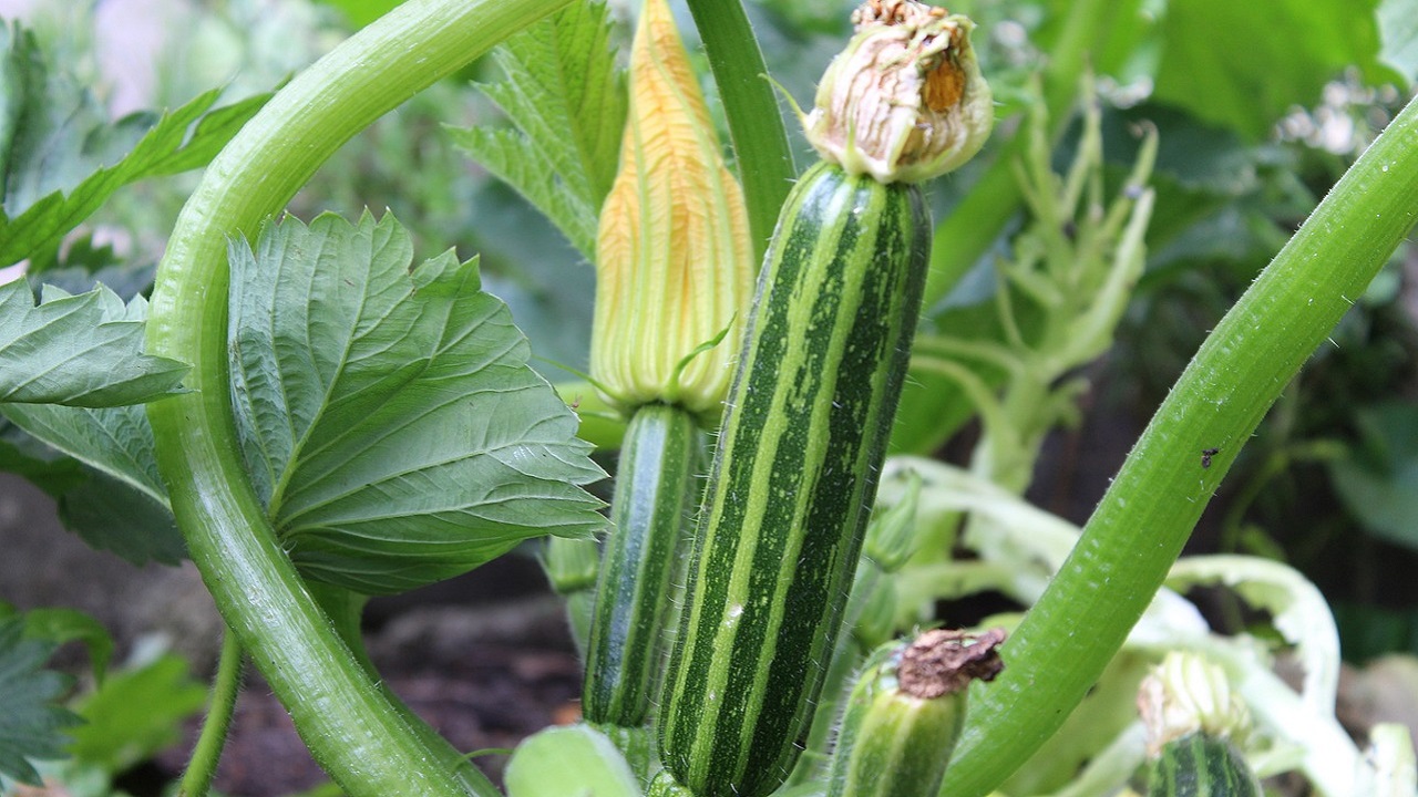 pianta di zucchine