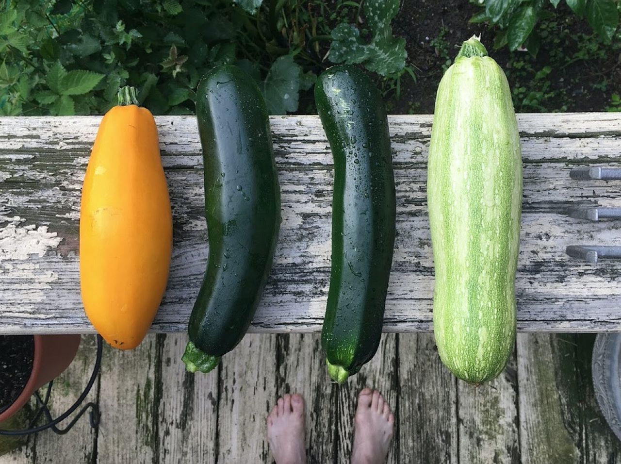 zucchine coltivate varietà