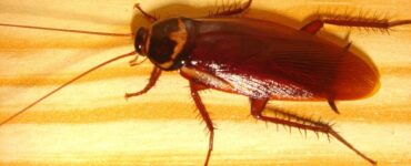 Periplaneta americana