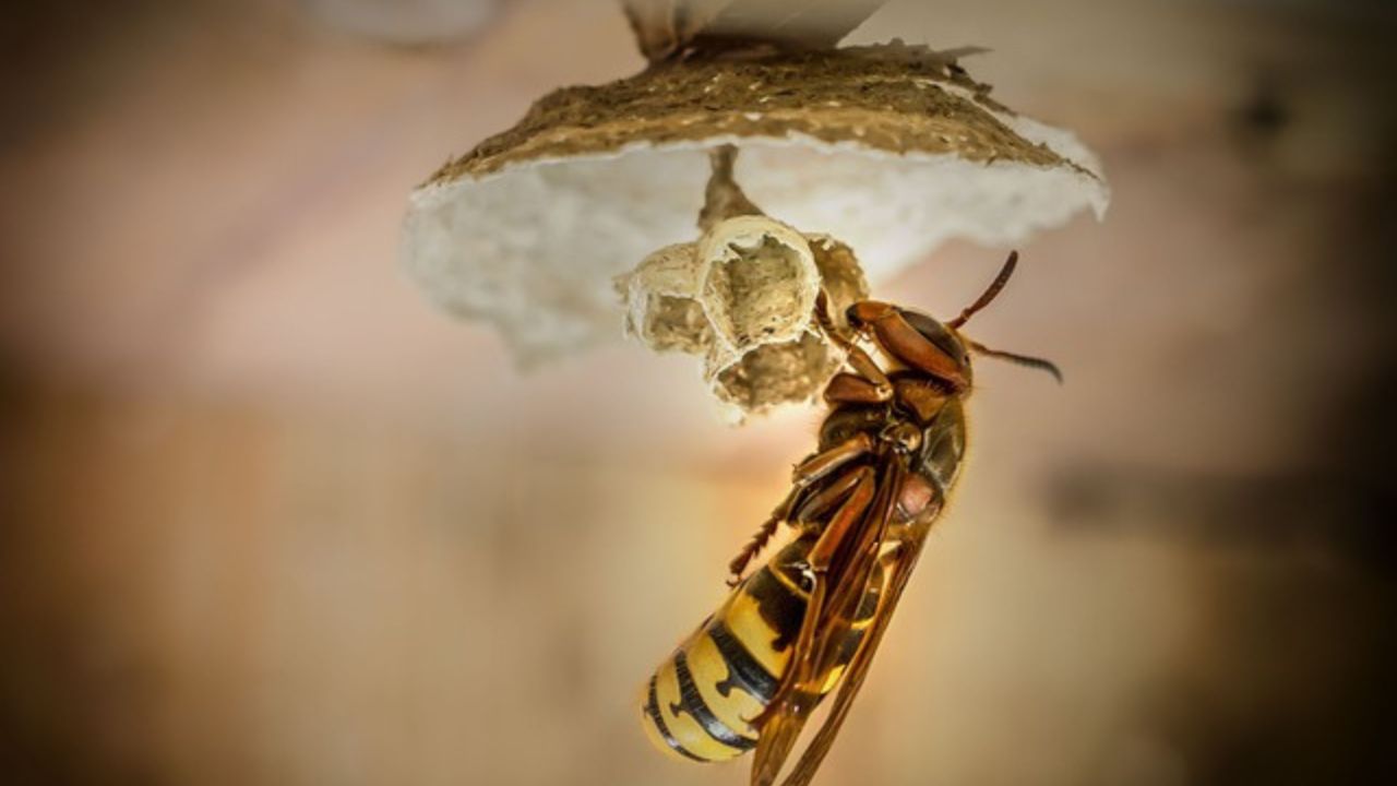 calabroni e vespe