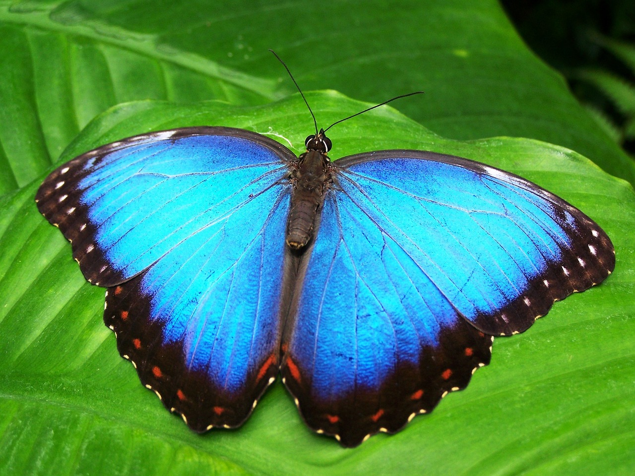 Farfalla di colore azzurro