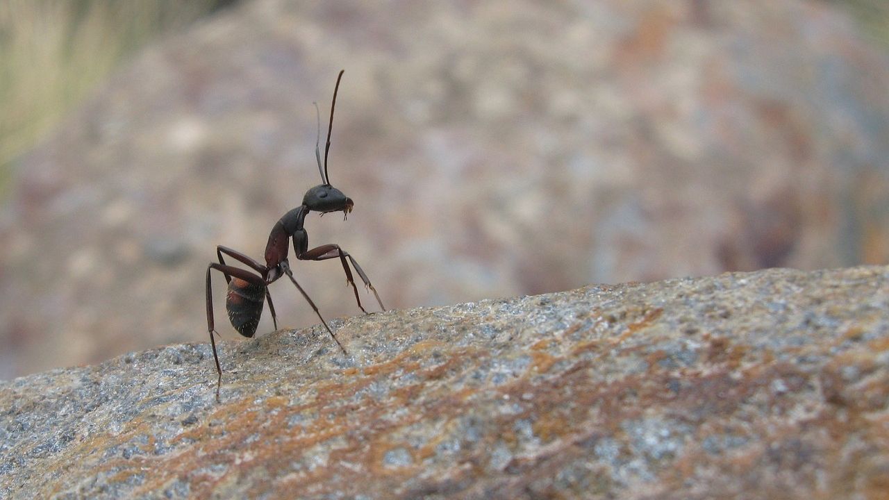 Formica su una roccia