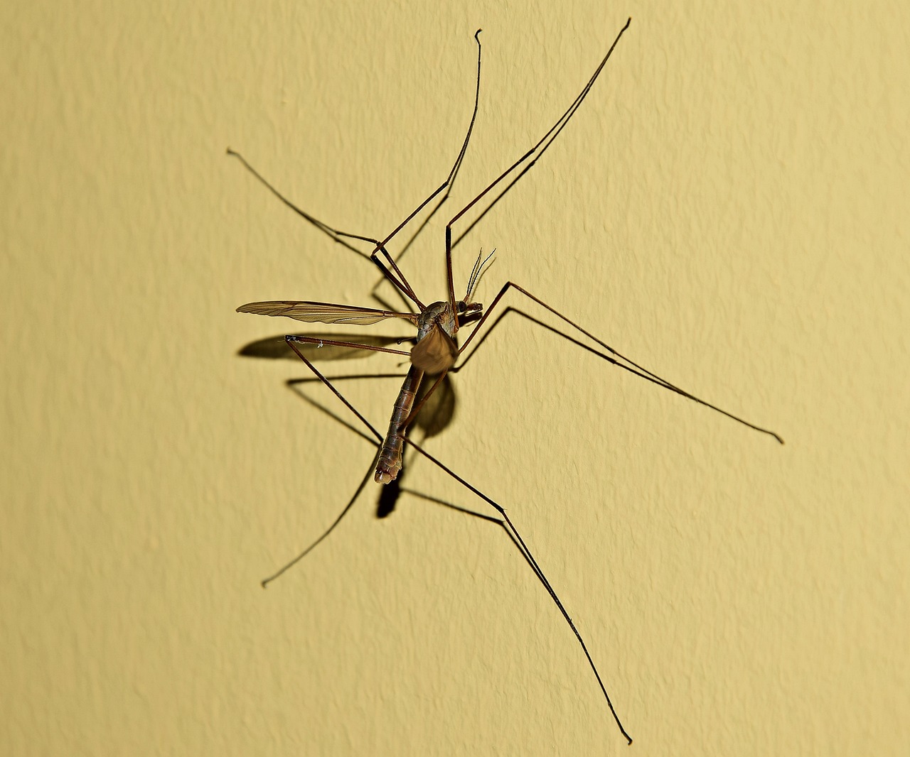 Esemplare di zanzara