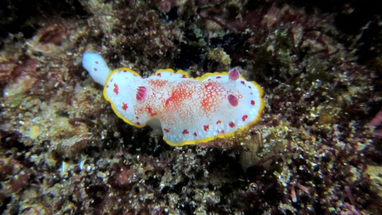 colori delle lumache di mare velenose