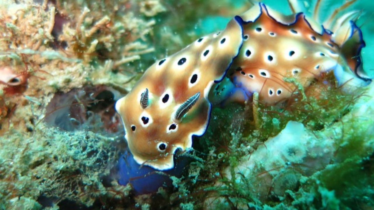 Specie di lumache di mare