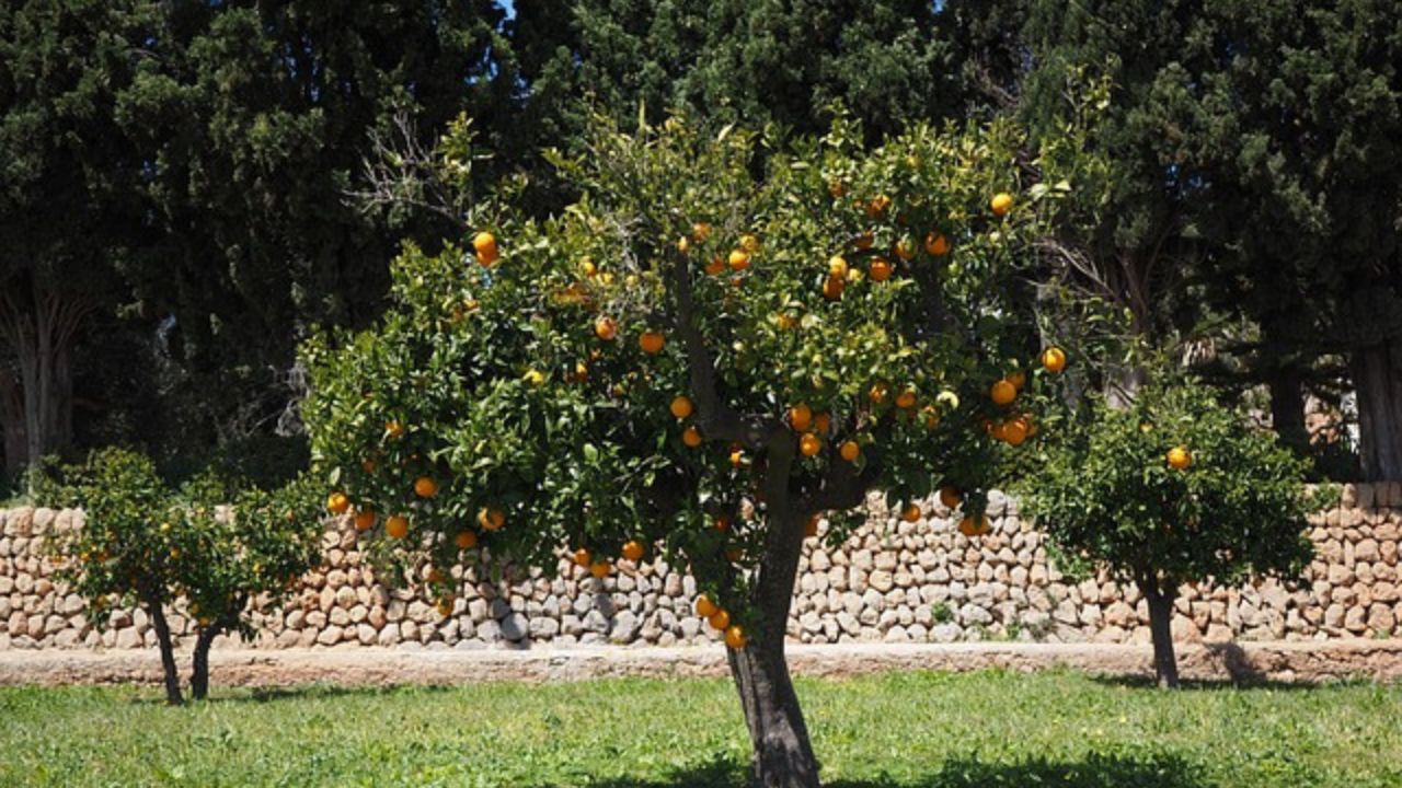 polvere di cenere per agrumi