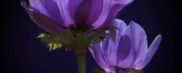 fiori di ranuncolo