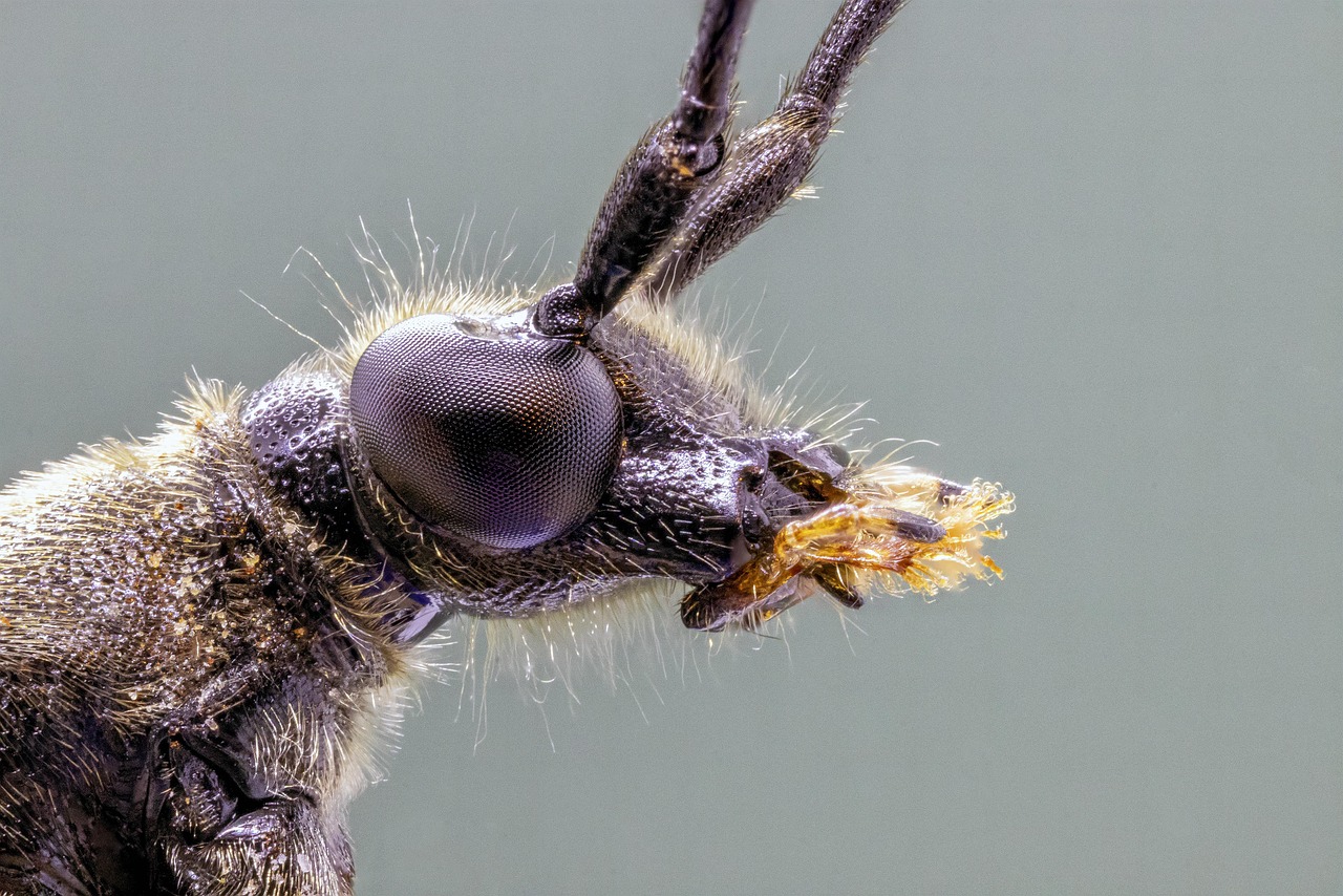 Testa scarafaggio