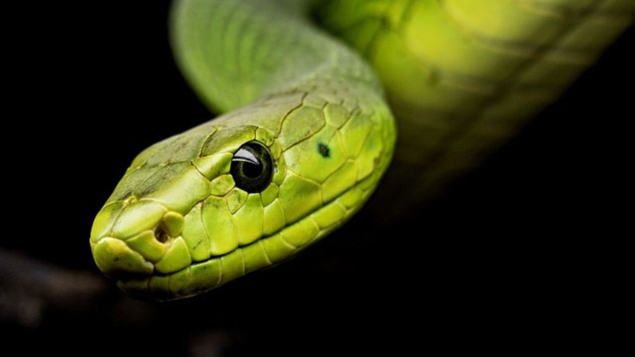 serpenti velenosi