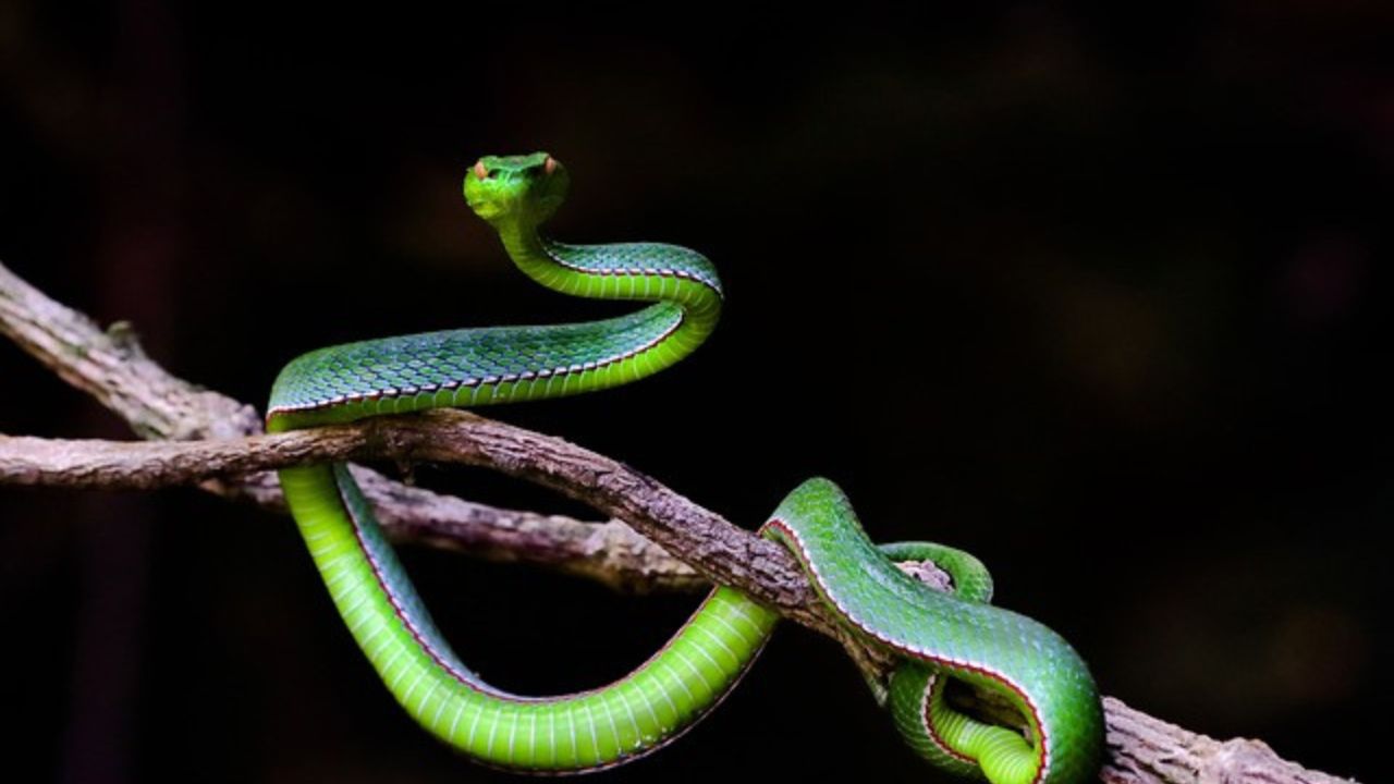 serpenti arrampicati