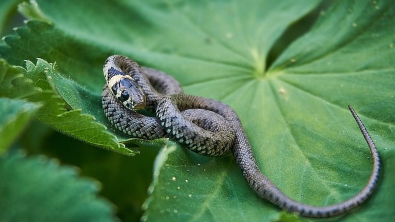 Tenere lontano i serpenti dal giardino