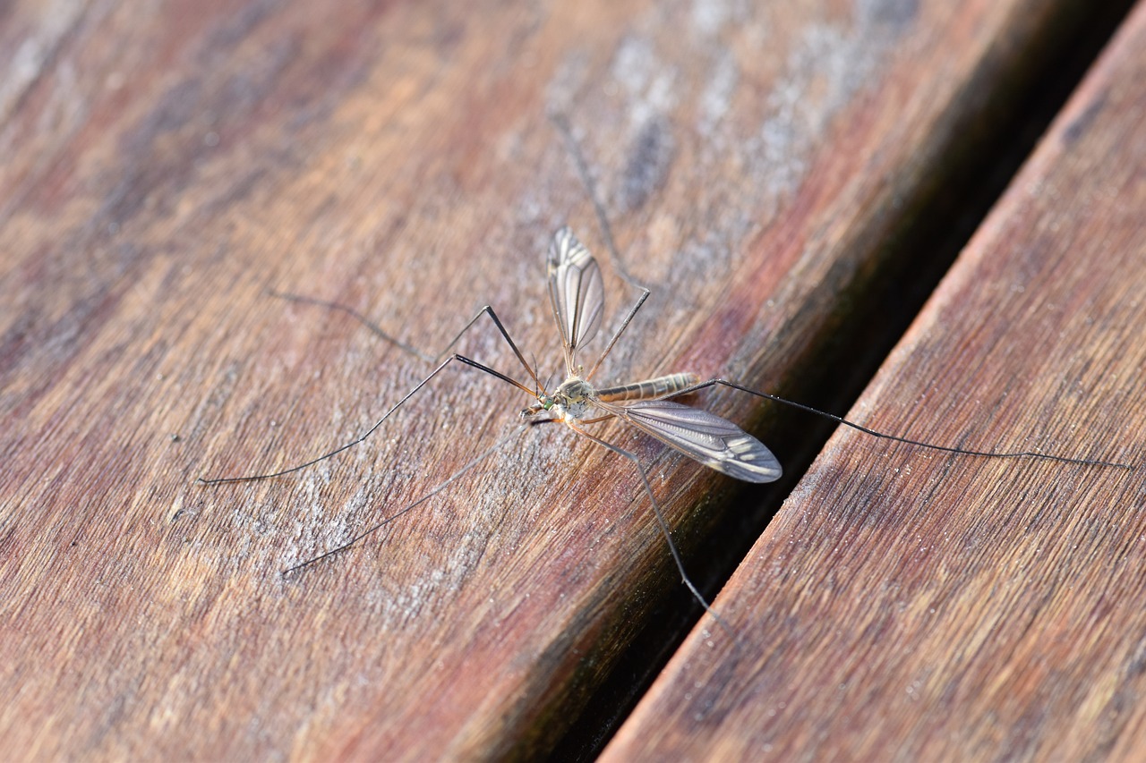 Zanzara sul tavolo di legno
