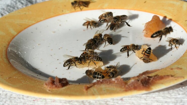 api sul cibo in estate