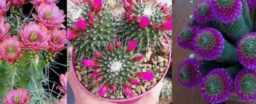 succulente