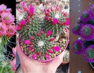 succulente