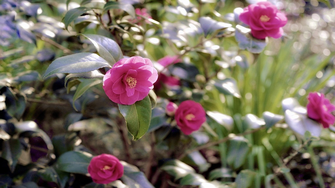 camellia japonica