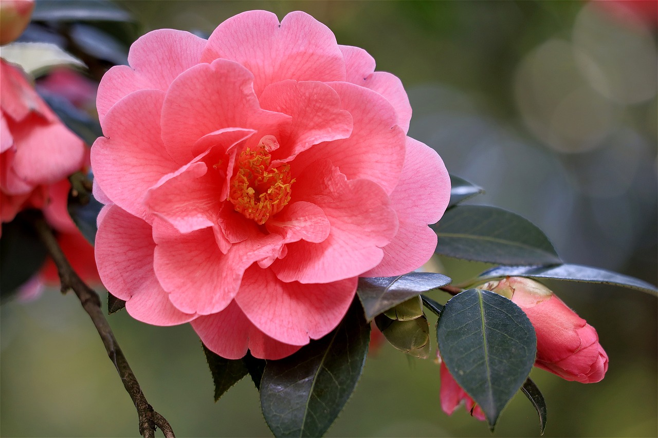 camellia japonica rosa