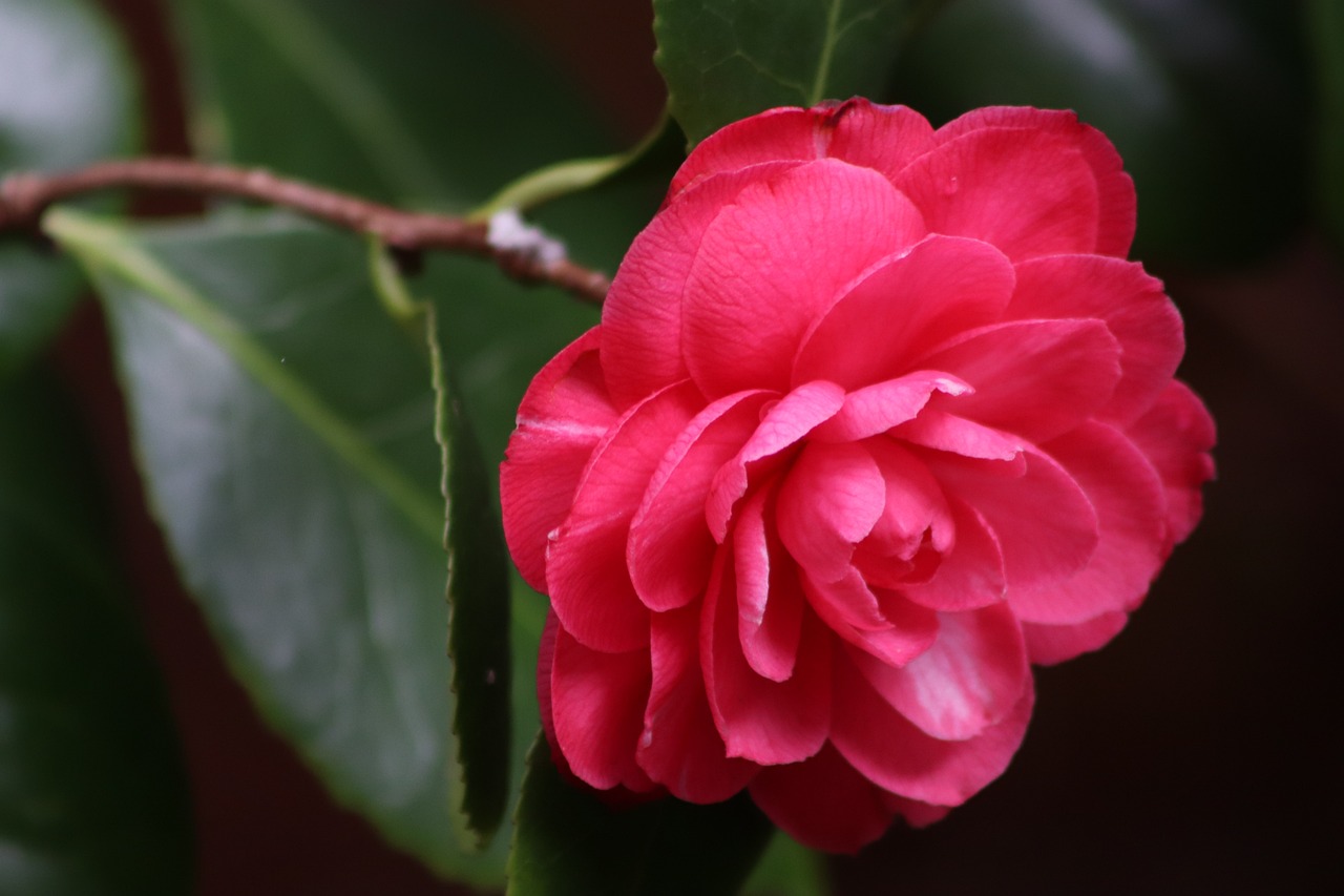 camellia japonica rossa