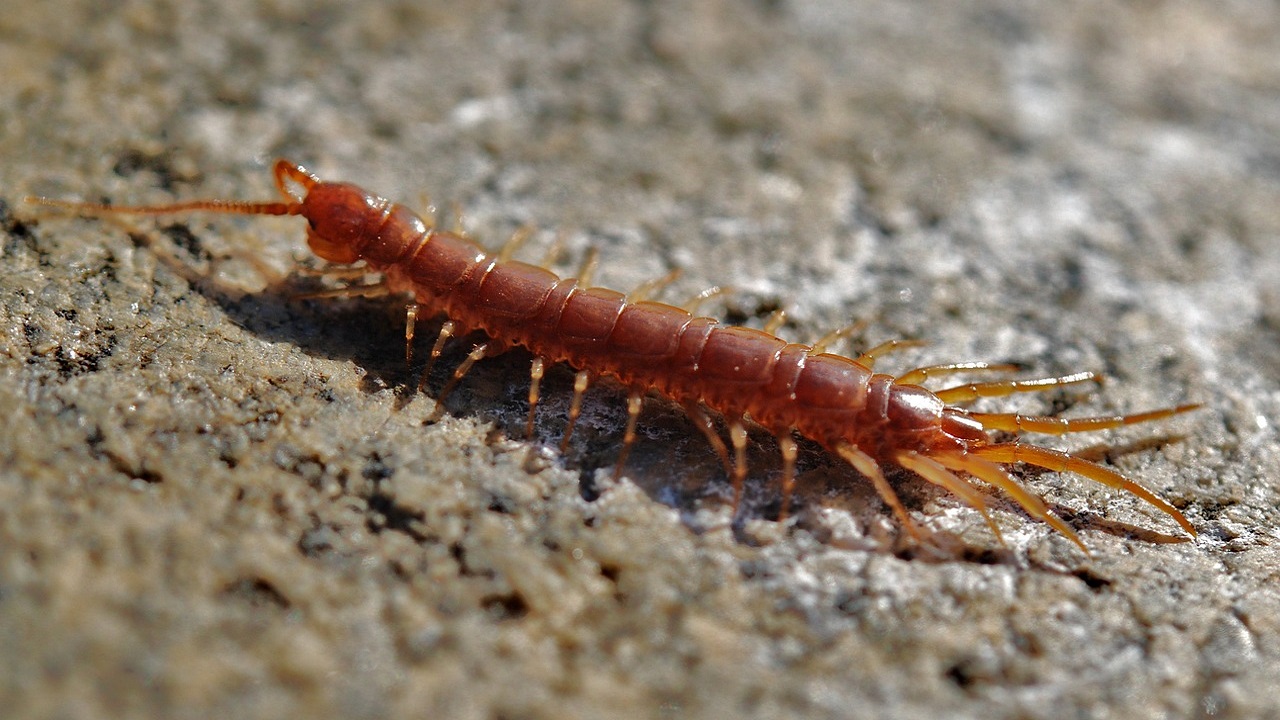 centopiedi