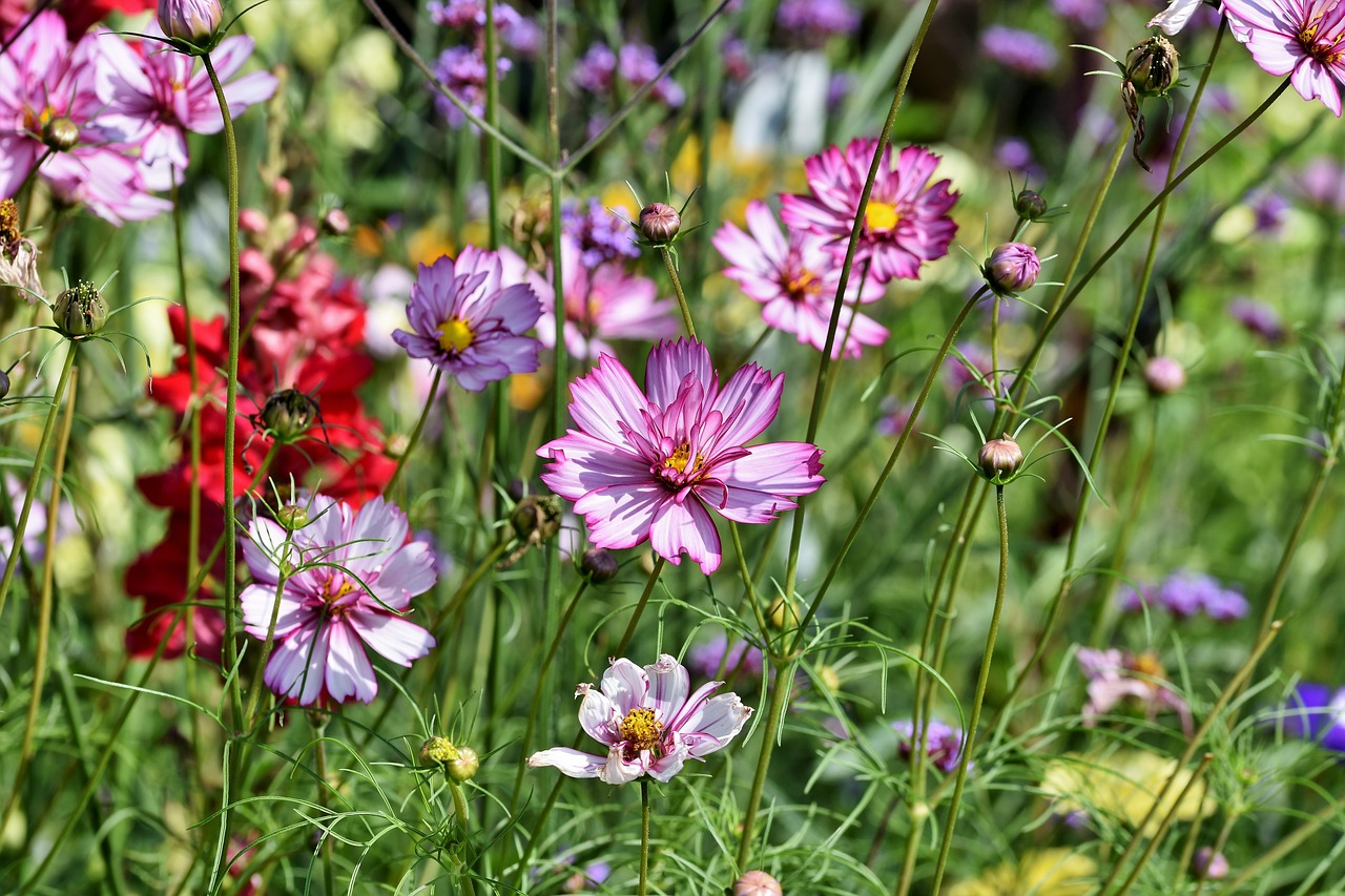 cosmea