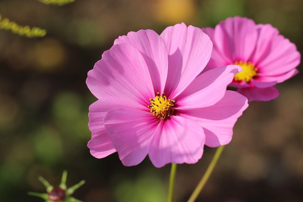 cosmea fiore fucsia