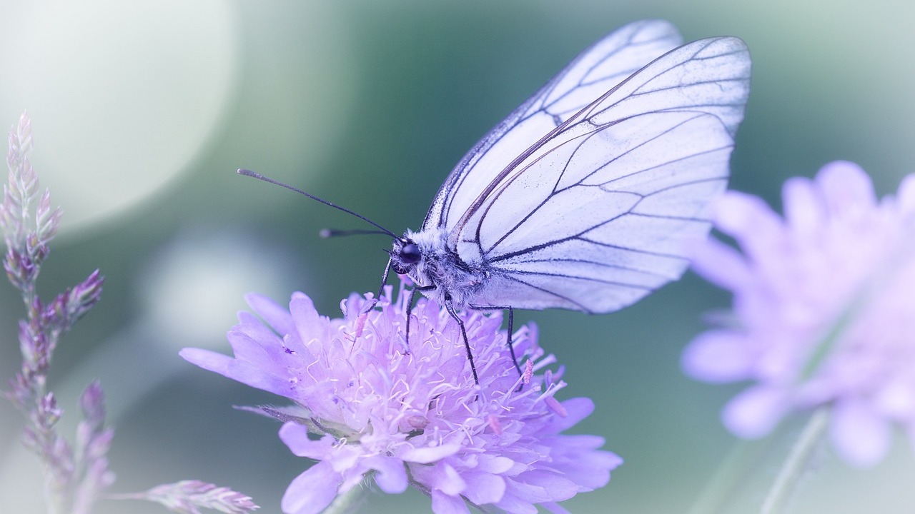 farfalla estinta ritornata in inghilterra