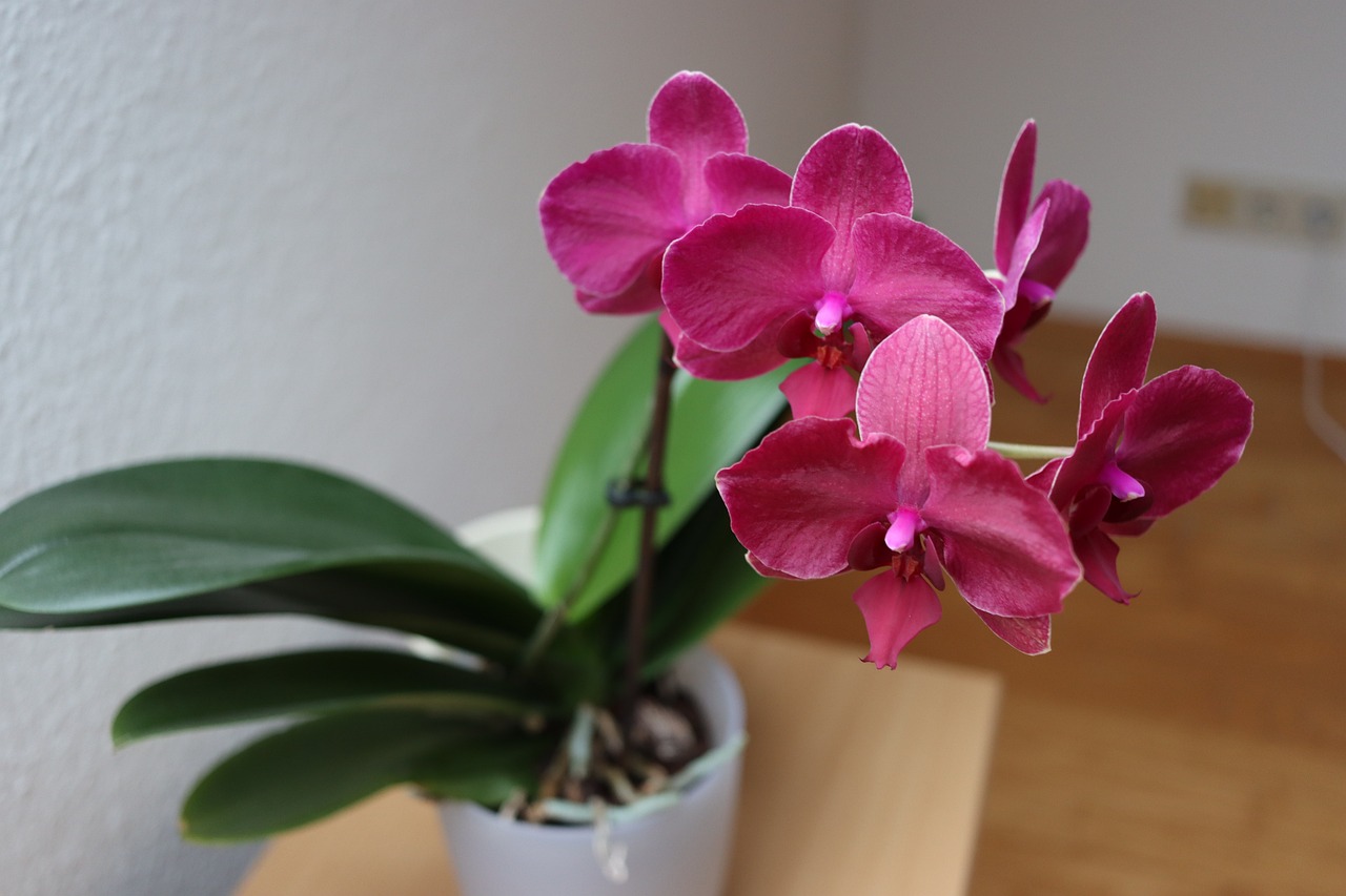 fertilizzante per orchidee