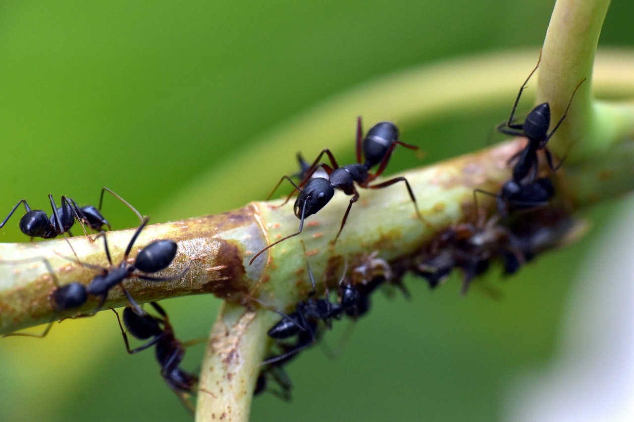 formiche in casa come fare