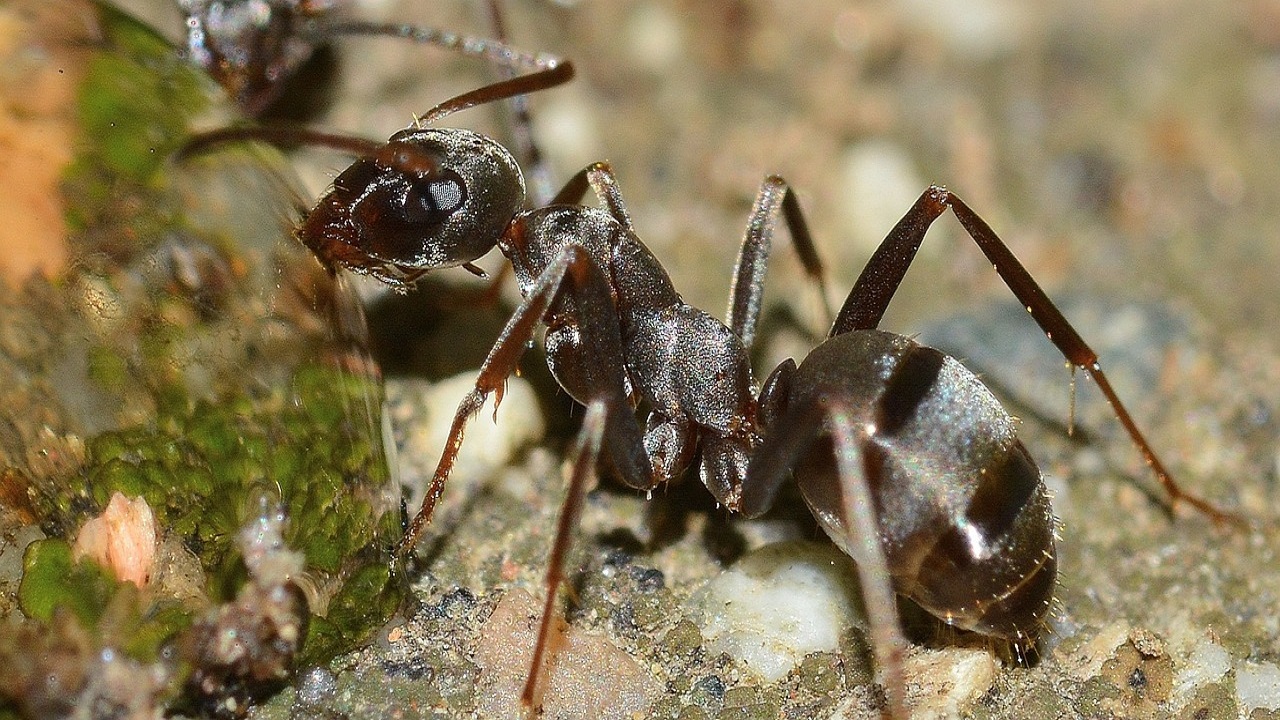 scarafaggi formiche