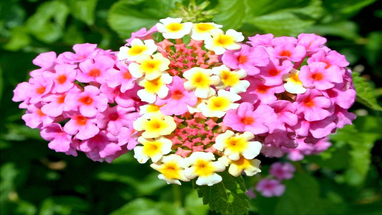 pianta di lantana fiori