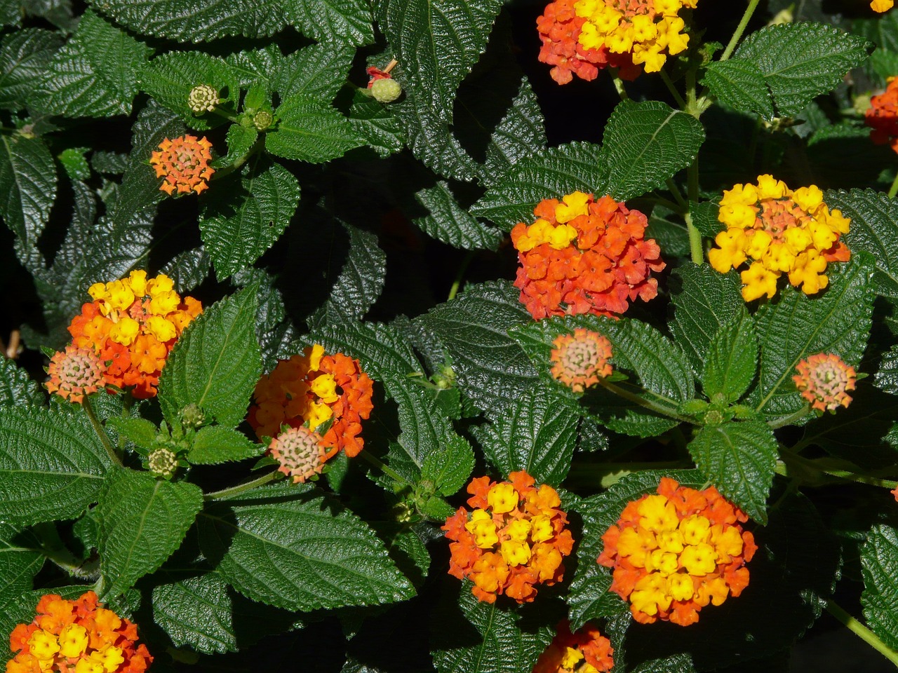 pianta di lantana fiori e foglie