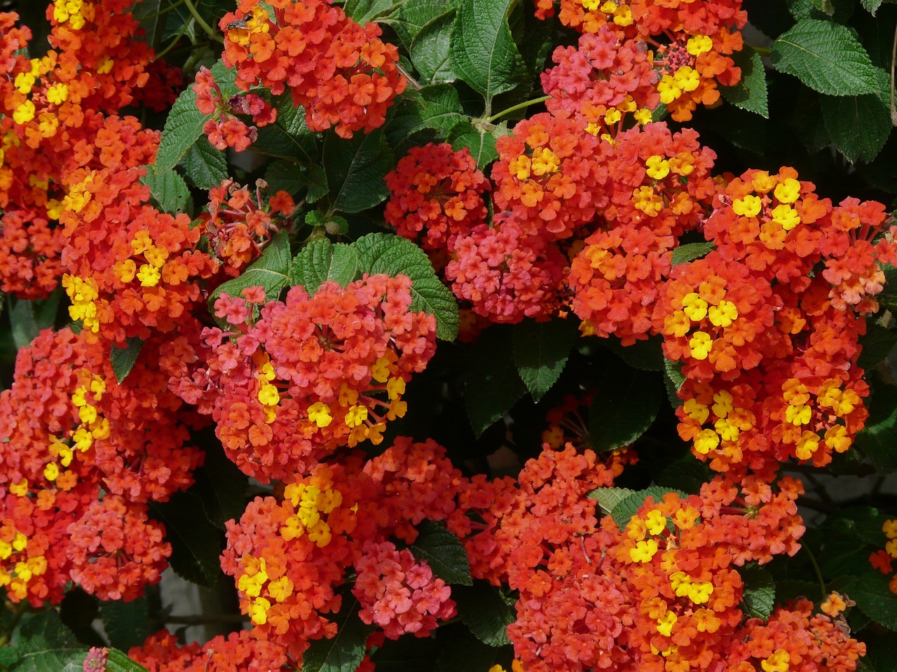 pianta di lantana fiori rossi