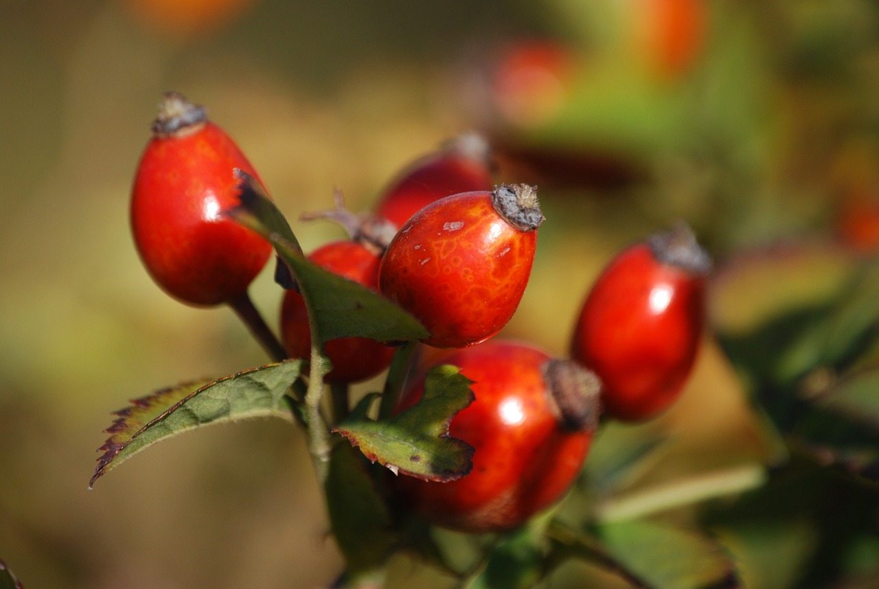 piantare una rosa frutto