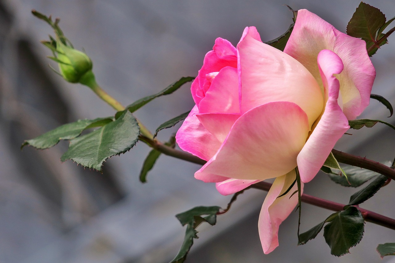 piantare una rosa partendo da una talea