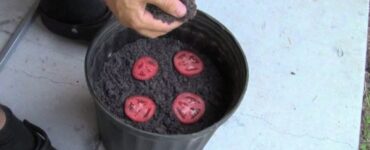 fette di pomodoro