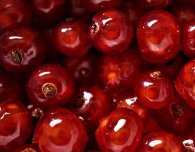 frutto