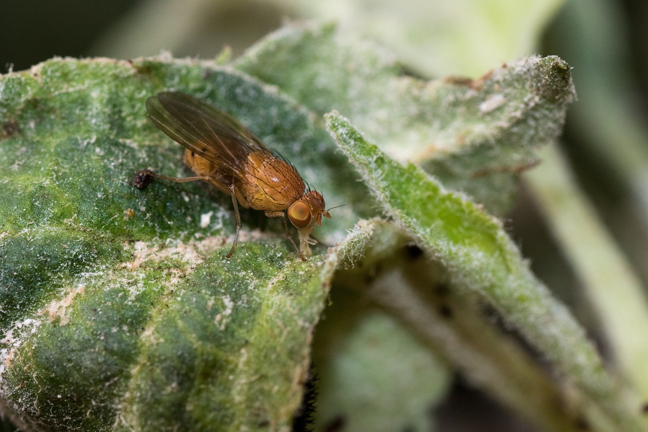 Le trappole per dire per sempre addio ai moscerini in casa: sono naturali e  possono aiutarti