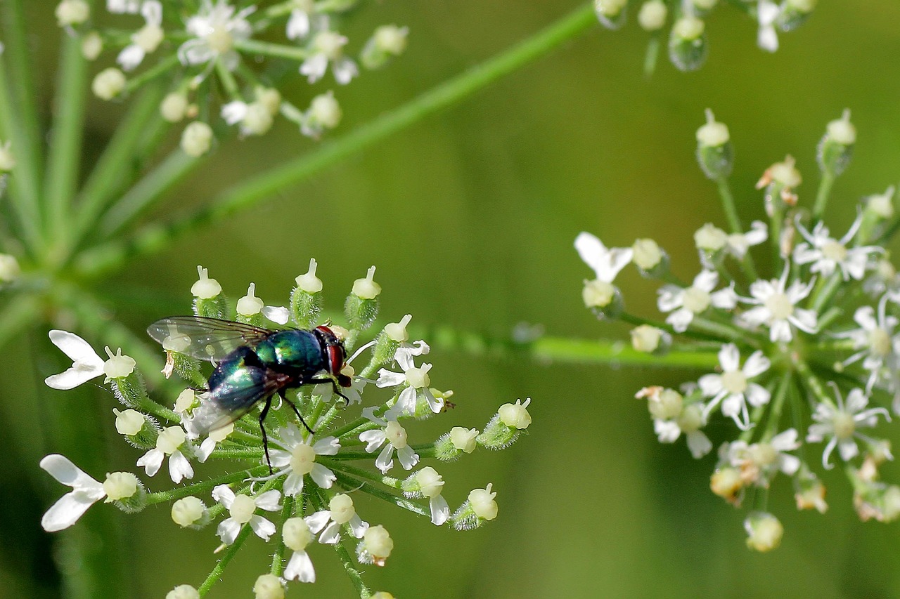 trappola per moscerini, mosca foto