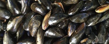 gusci dei molluschi