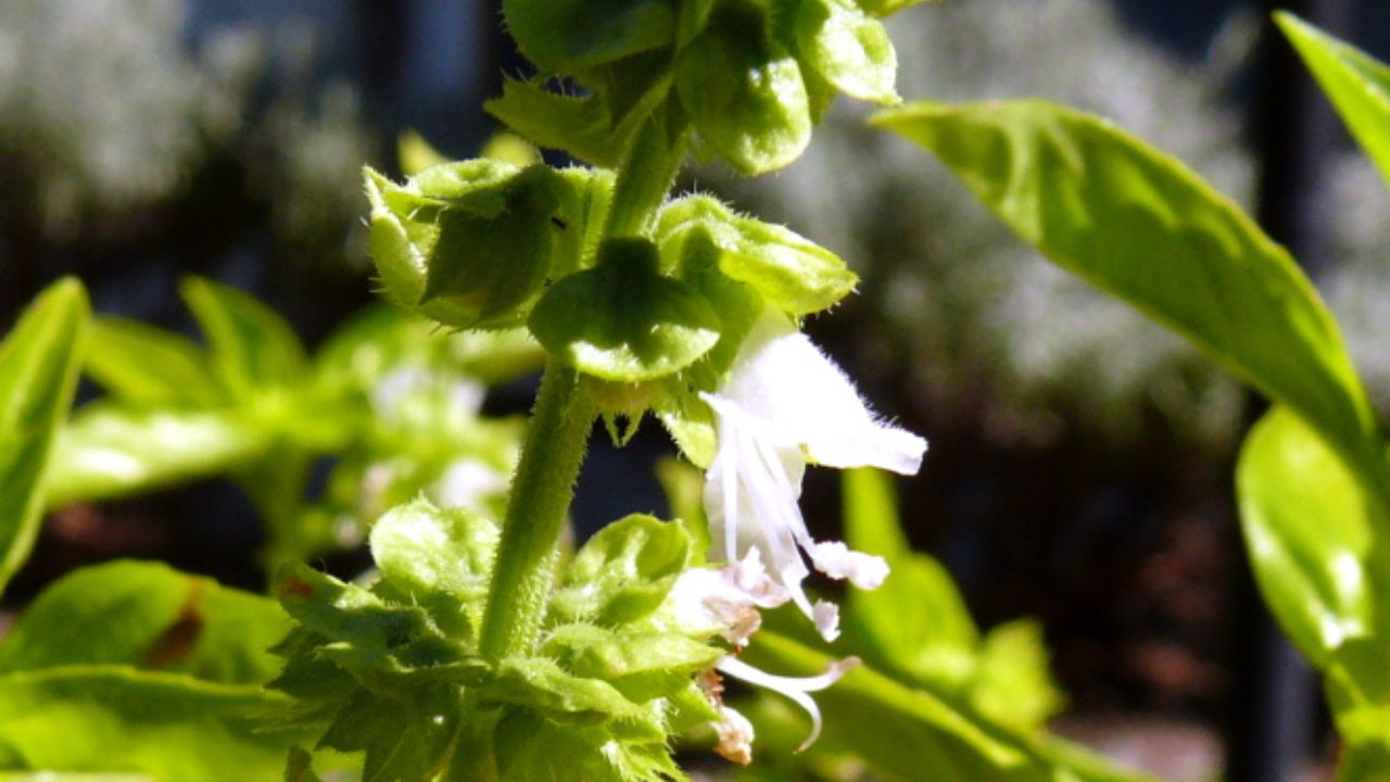 Fiori basilico