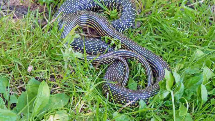serpente