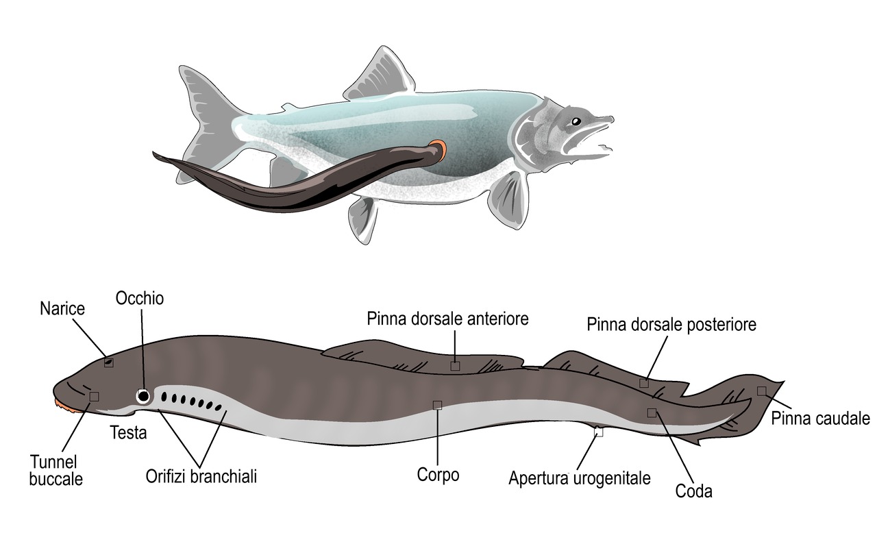 Illustrazione lamprede